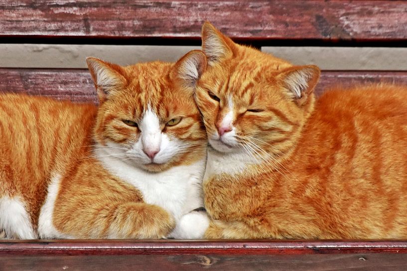two cat brothers cuddling on the garden bench by Werner Lehmann