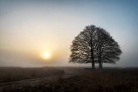Mysterieuze zonsopkomst Kampina
