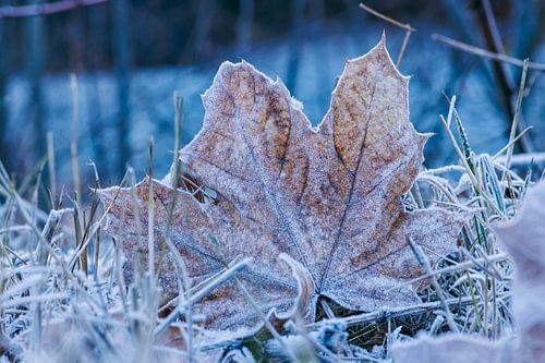 Preserved dead leaf...