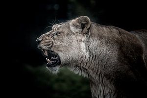 Ausdruck des Löwen auf schwarzem Hintergrund von Jolanda Aalbers