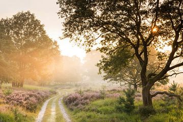 Pad over de heide van Bob Luijks