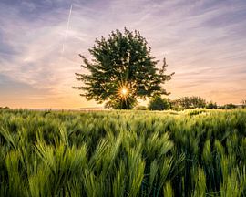 Arbre solitaire dans un champ de blé sur sir_pxalot