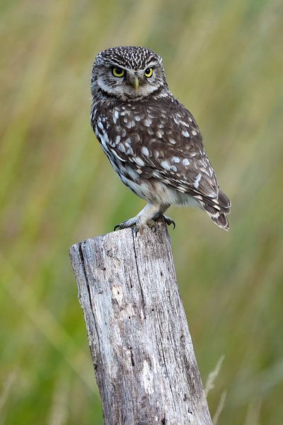 Stone owl by Wim Frank