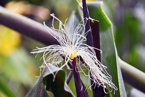 Fadenförmige Blüte der Maispflanze