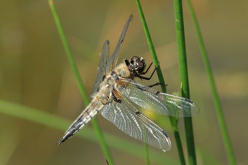Papillon écarlate
