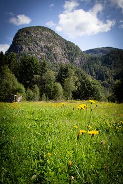 Berg en bloemetjes in Noorwegen // landschap, natuur // fine-art van suzanne.en.camera