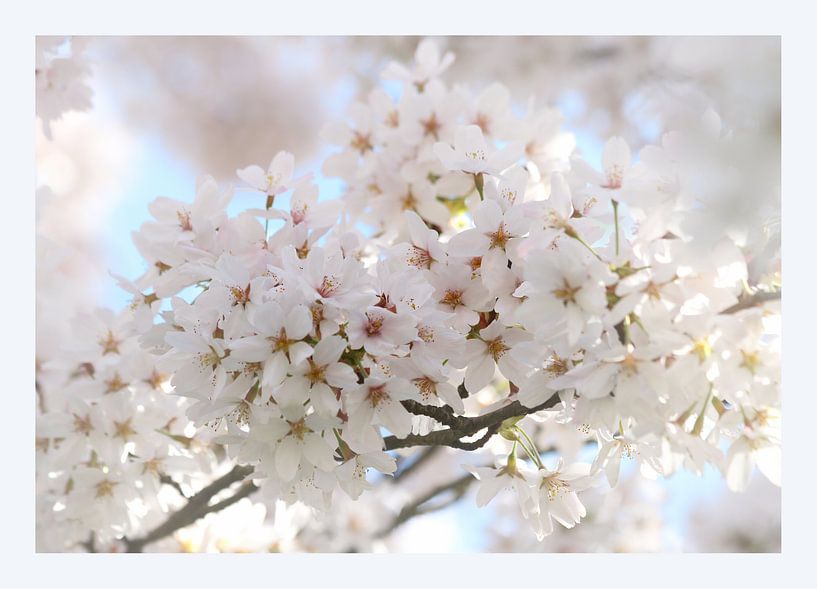 japanse bloesem par Nanda Nieuwhoff-de Groot