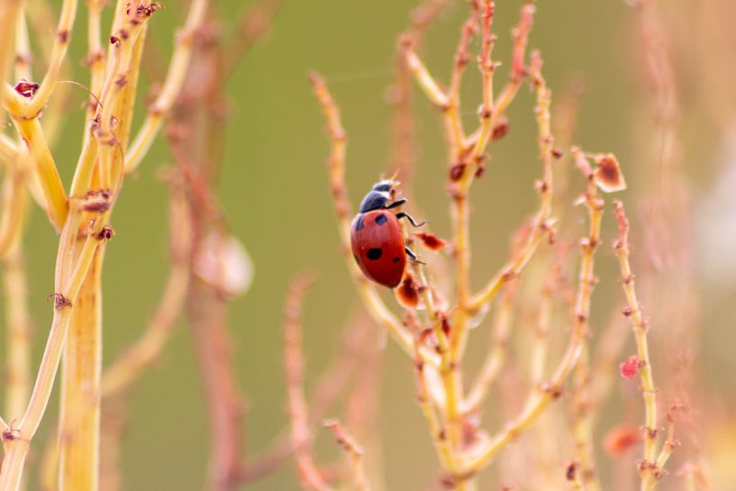 Des coccinelles porte-bonheur pour votre mur ! - Parce qu'on ne peut jamais avoir assez de bonheur à par Your Happy Life