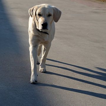 Labrador van Nel Wierenga