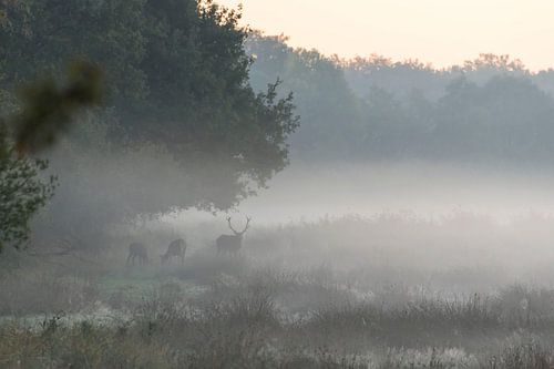 Red deer with its harem