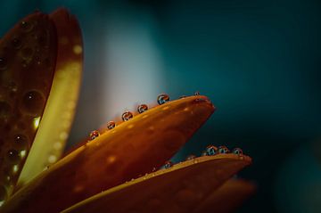 Rustende regendruppels van Jeffrey Verhoeven Fotografie
