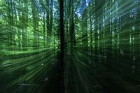 Spirits Travelling Through the Forest