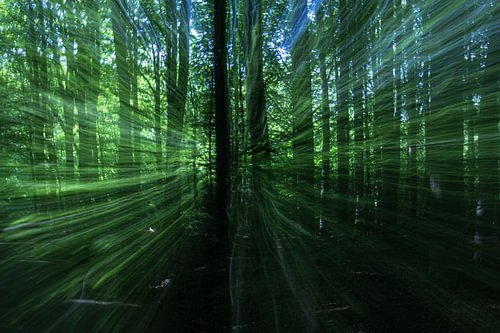 Spirits Travelling Through the Forest