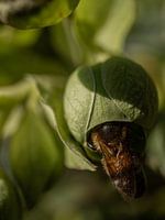 Versteckspiel Bienen