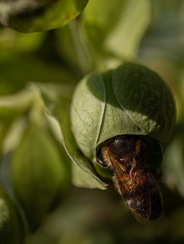 Cache-cache des abeilles