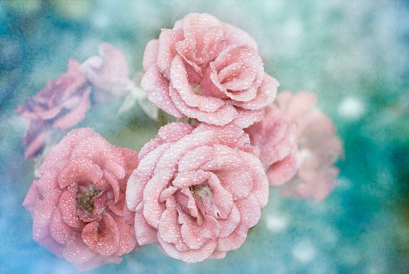 Morningdew by Patricia Stein
