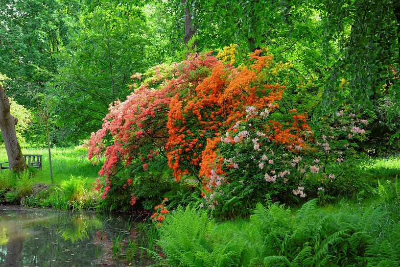 Rhododendronblüte in Breidings Garten von Gisela Scheffbuch