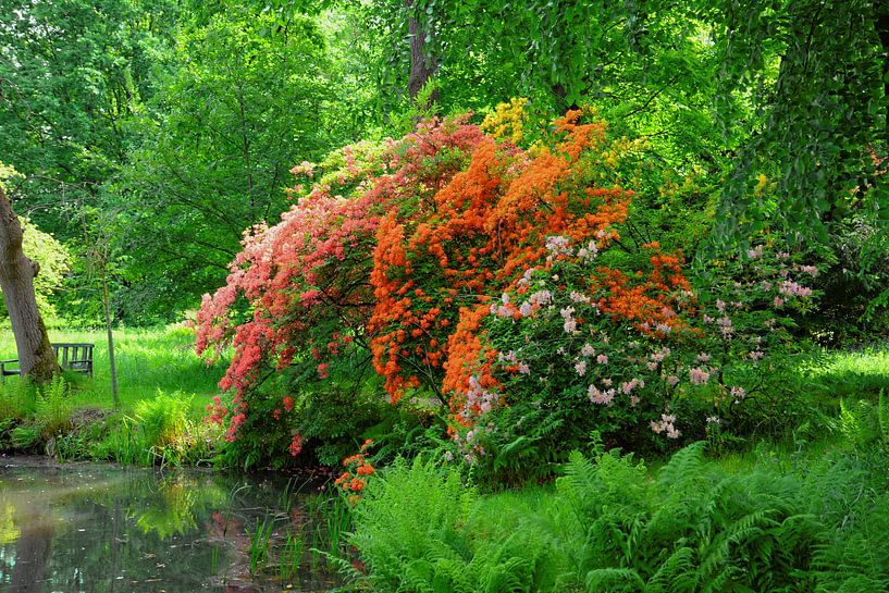 Rhododendron in Full Bloom by Gisela Scheffbuch