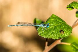 Damselfly sur Lukas Coenraats