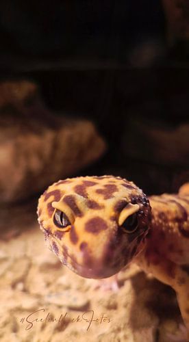 Leopard gecko, the watchful gaze