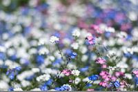 Bloemetjes 
