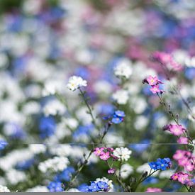 Bloemetjes  sur Whitney van Schyndel