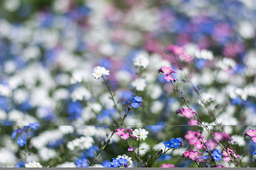 Bloemetjes 