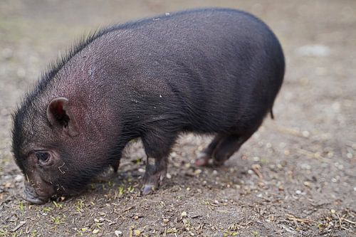 Mini biggetje bij zijn eerste uittocht op de boerderij.