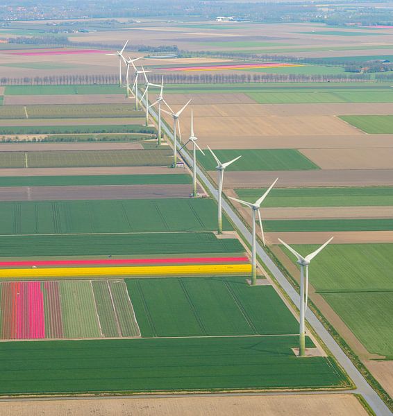 Luftaufnahme von Windkraftanlagen in Flevoland, die zwischen verschiedenen Farben des Tulpenblütenfe von Sjoerd van der Wal Fotografie