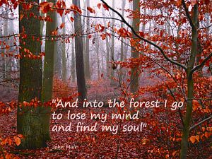 Into the forest