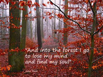 In het bos van mimone art