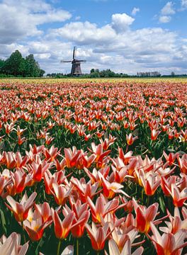 Le deuxième moulin Broekermolen avec un champ de tulipes rouges au premier plan, Uitgeest