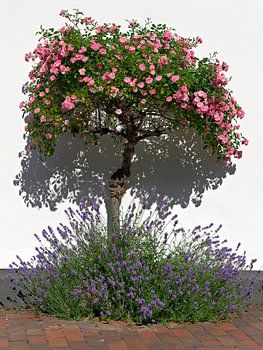 Rosenbäumchen in stiller Sommeridylle