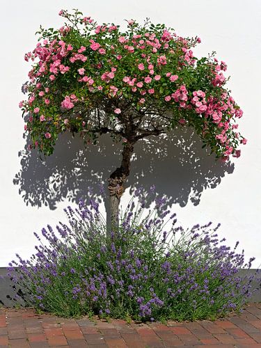 Des rosiers dans le calme de l'été
