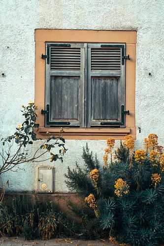 Shutters and yellow flowers