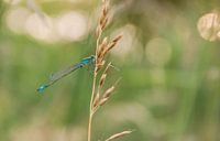 libelle in de avondzon