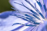 Chicorée sauvage, photo macro des étamines