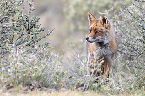 Vos in duinstruweel van Andius Teijgeler