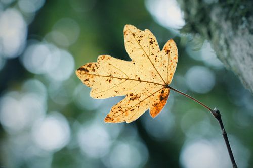 Herfstblad