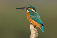 IJsvogel op jacht