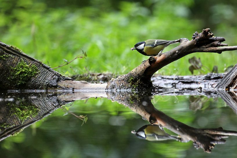 Grand Tit par Antwan Janssen