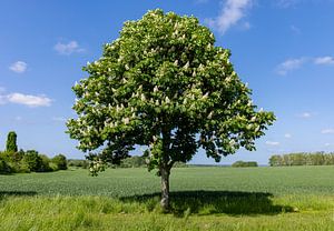 Ein Rosskastanienbaum, Deutschland