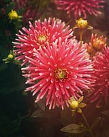 Pink Dahlia's