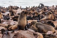 Seals / Fur seals at Cape Cross Seal Reserve, Namibia by Martijn Smeets thumbnail