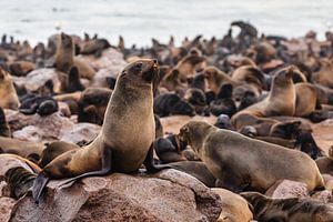 Phoques / Otaries à fourrure dans la réserve de phoques de Cape Cross, Namibie sur Martijn Smeets