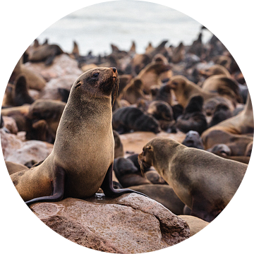 Zeehonden / Pelsrobben bij Cape Cross Seal Reserve, Namibië van Martijn Smeets