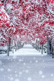 スノーメープル by yuusei nagahata