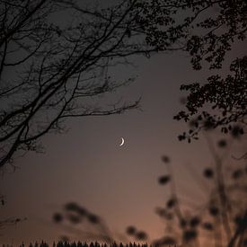 Simply the moon von Anna Davis