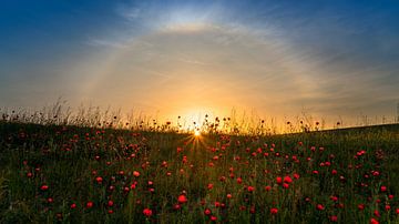 Rote Mohnblumen und Sonnenaufgang, Hua Zhu von 1x