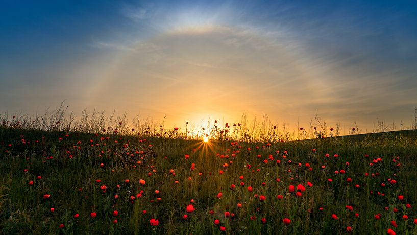 Rote Mohnblumen und Sonnenaufgang, Hua Zhu von 1x
